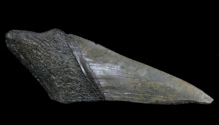 Fossil Megalodon Tooth Paper Weight #66211